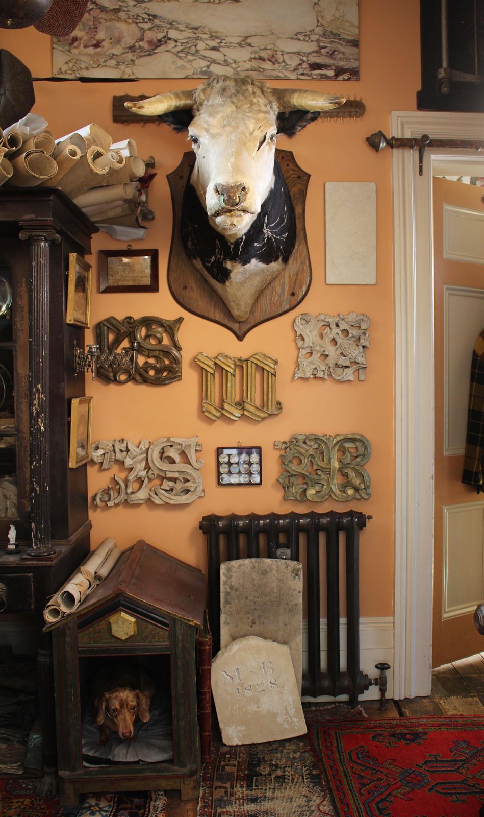 Home Decor Late 19th Century Huge Holstein Stud Bull Taxidermy Head Mount Country House photo