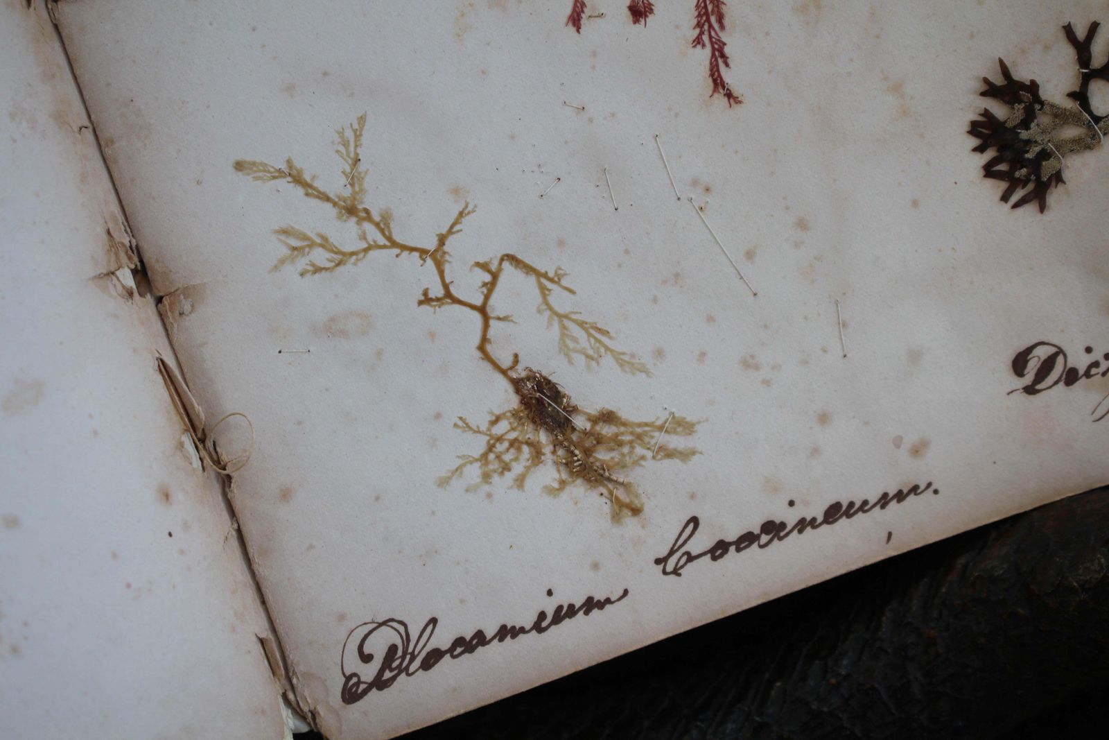 19th Century Dried & Foraged Seaweed Specimen Botanical Book Natural History photo for sale