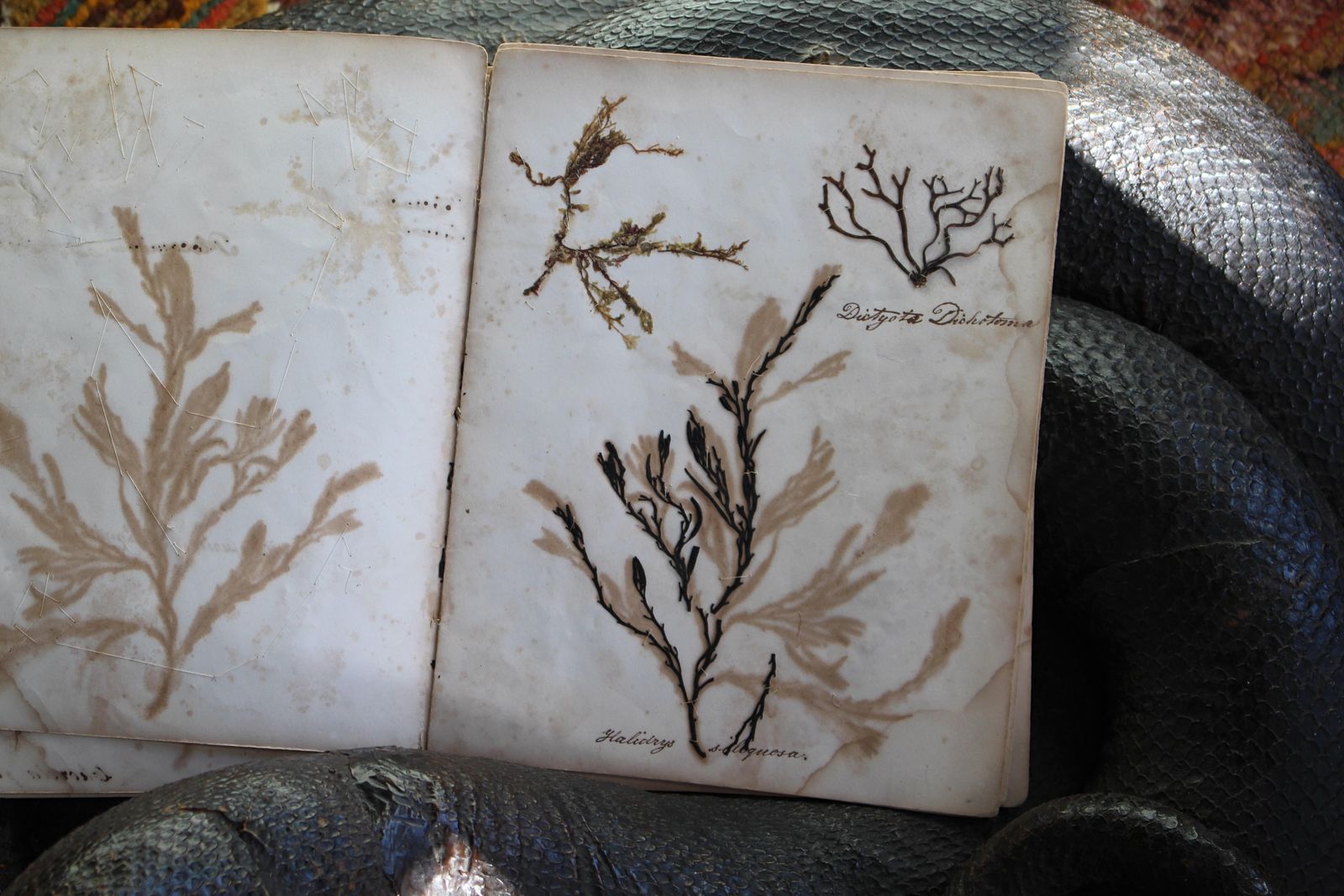 19th Century Dried & Foraged Seaweed Specimen Botanical Book Natural History photo vinterior