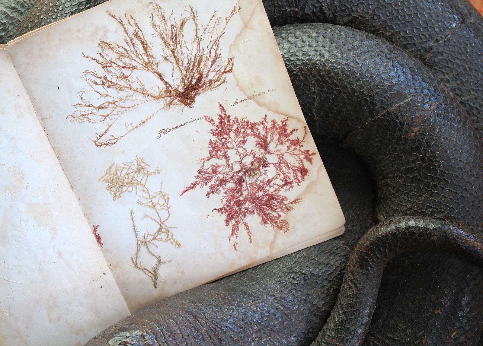 photo furniture 19th Century Dried & Foraged Seaweed Specimen Botanical Book Natural History