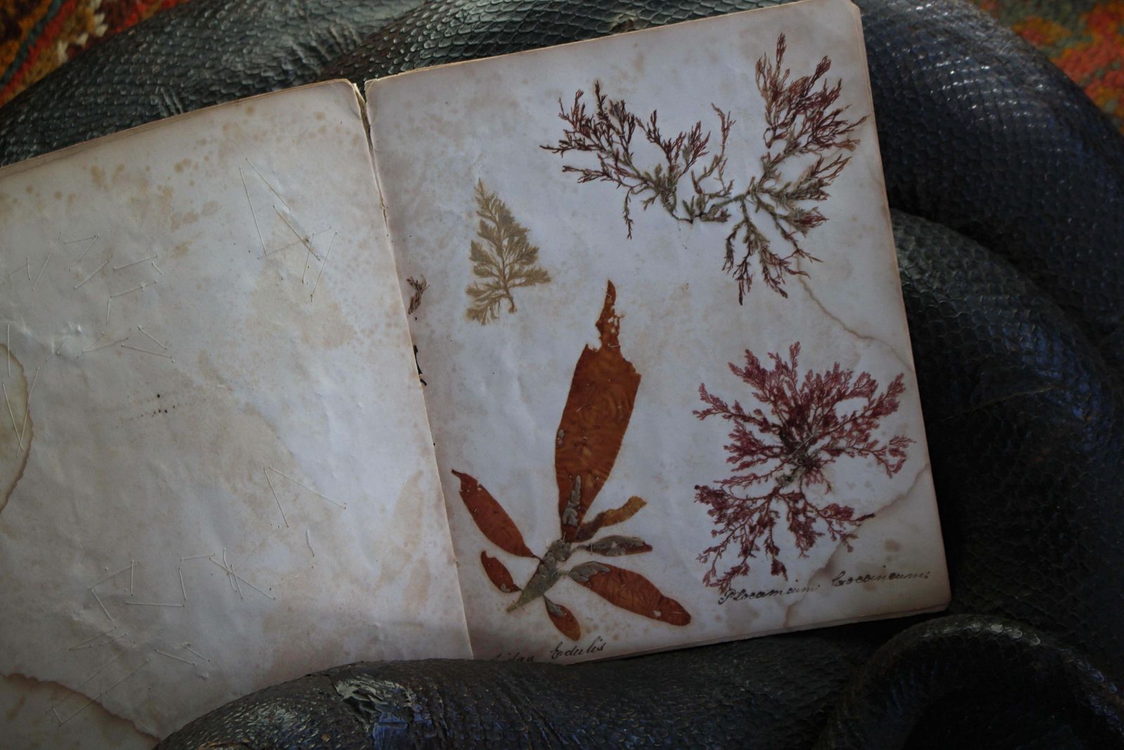 Home Decor 19th Century Dried & Foraged Seaweed Specimen Botanical Book Natural History photo