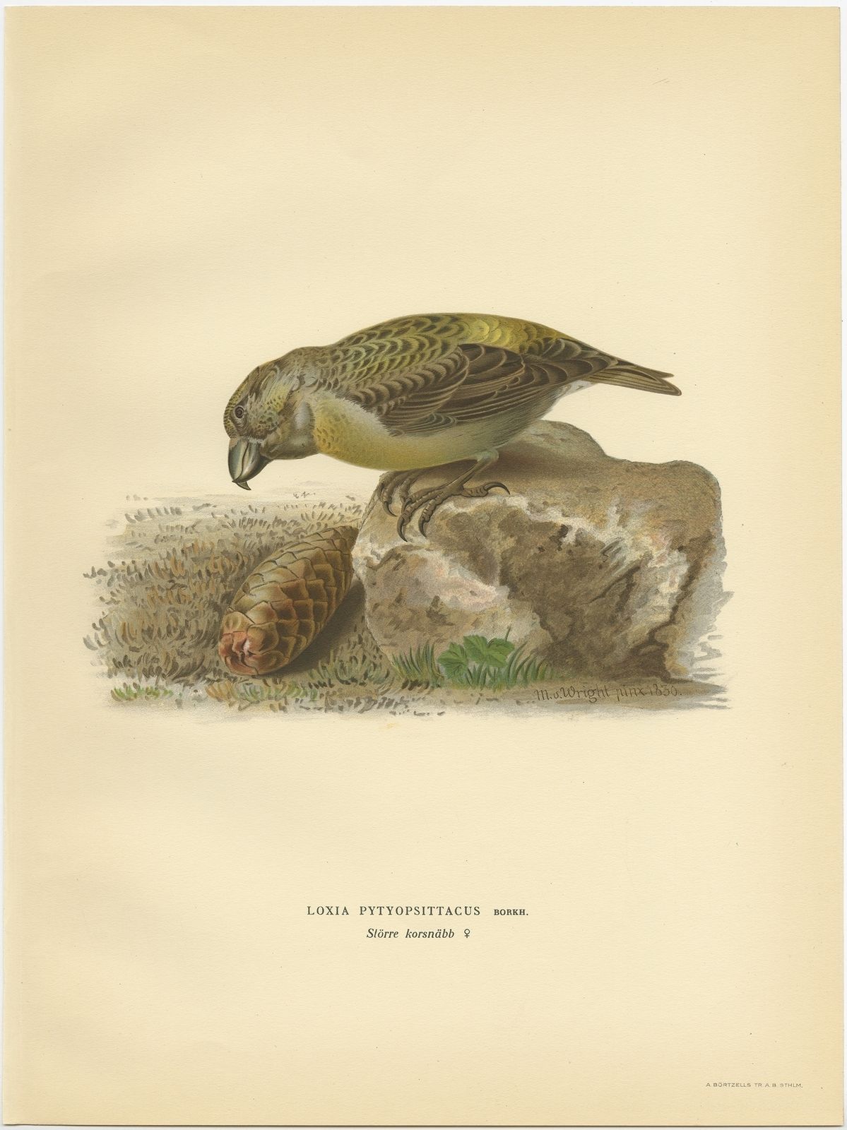 Antique Bird Print Of The Female Parrot Crossbill By Von Wright (1927)