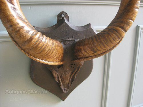 Trio Of Victorian Mounted Horns photo furniture