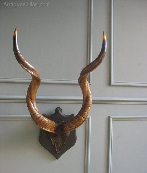 Trio Of Victorian Mounted Horns photo 800.0