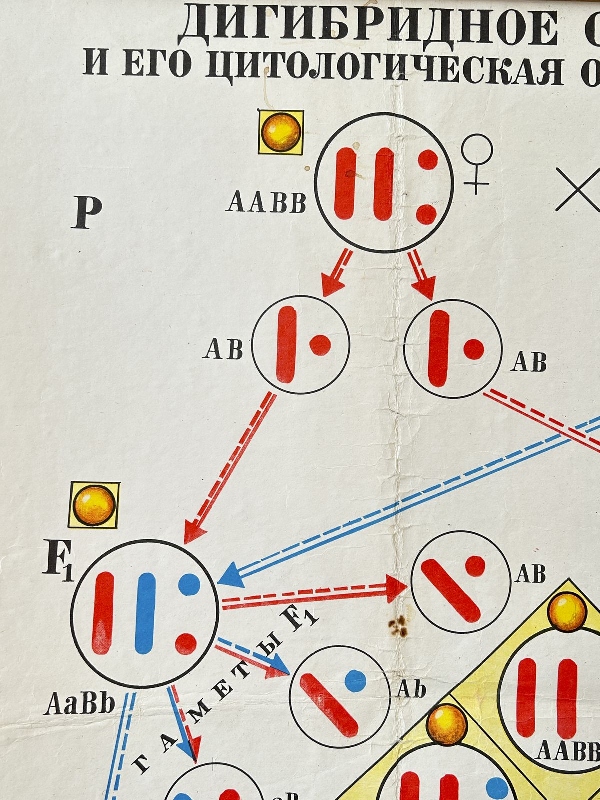 1978 Original Soviet Vintage Biology School Chart "Dihybrid Cross In Pea Plants" Paper On Linen, Ussr Educational Diagram photo 60.0
