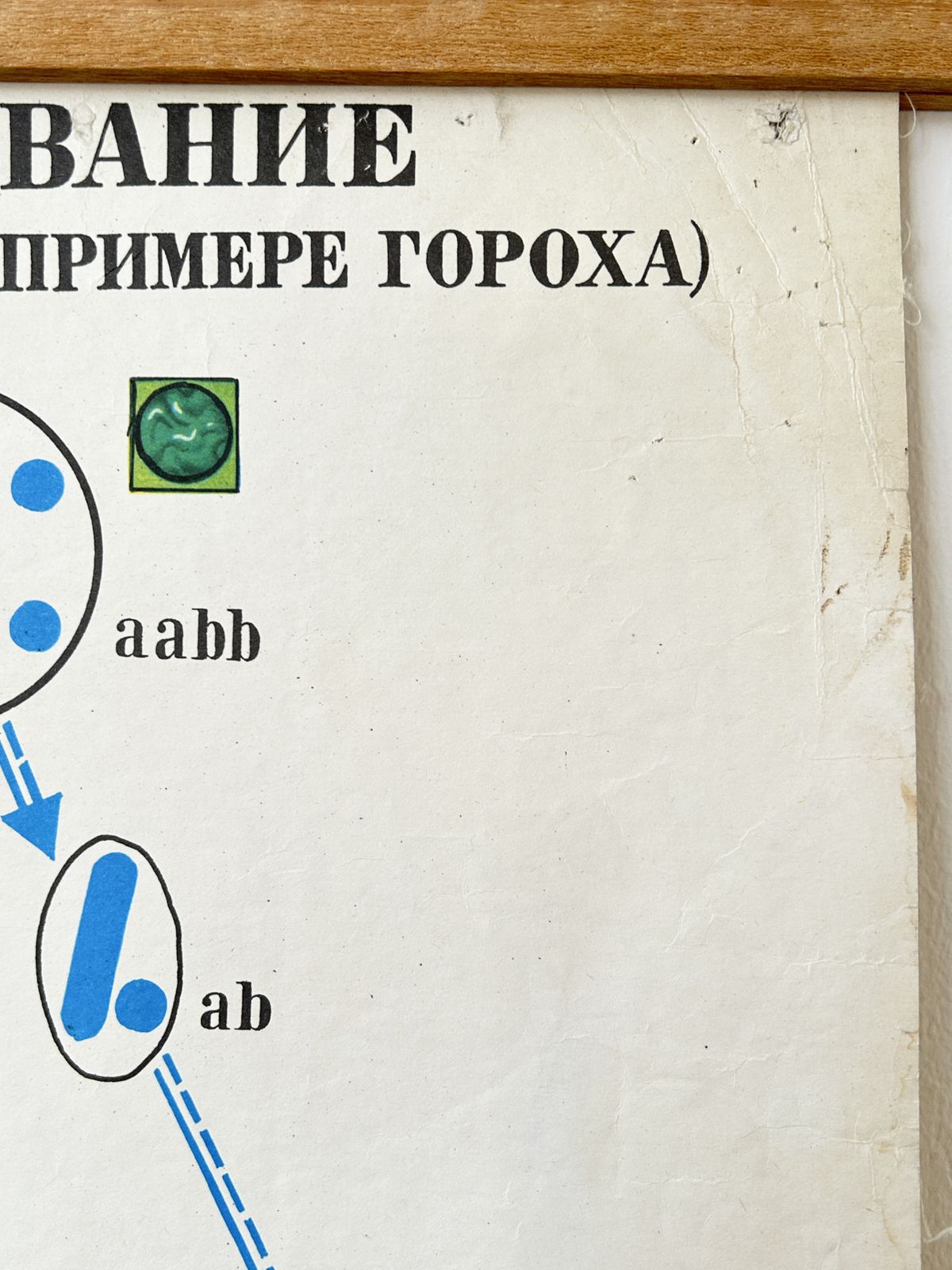 1978 Original Soviet Vintage Biology School Chart "Dihybrid Cross In Pea Plants" Paper On Linen, Ussr Educational Diagram photo buy