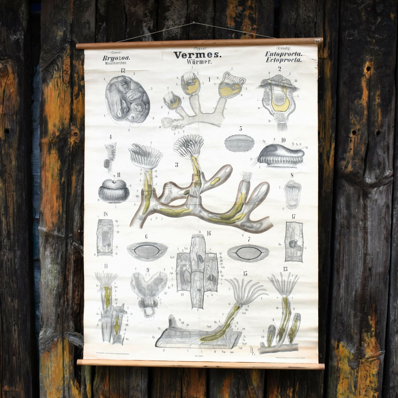 Antique 1880 34 Leuckart Nitches Fischer Entoprocta Scientific Wall Chart Poster