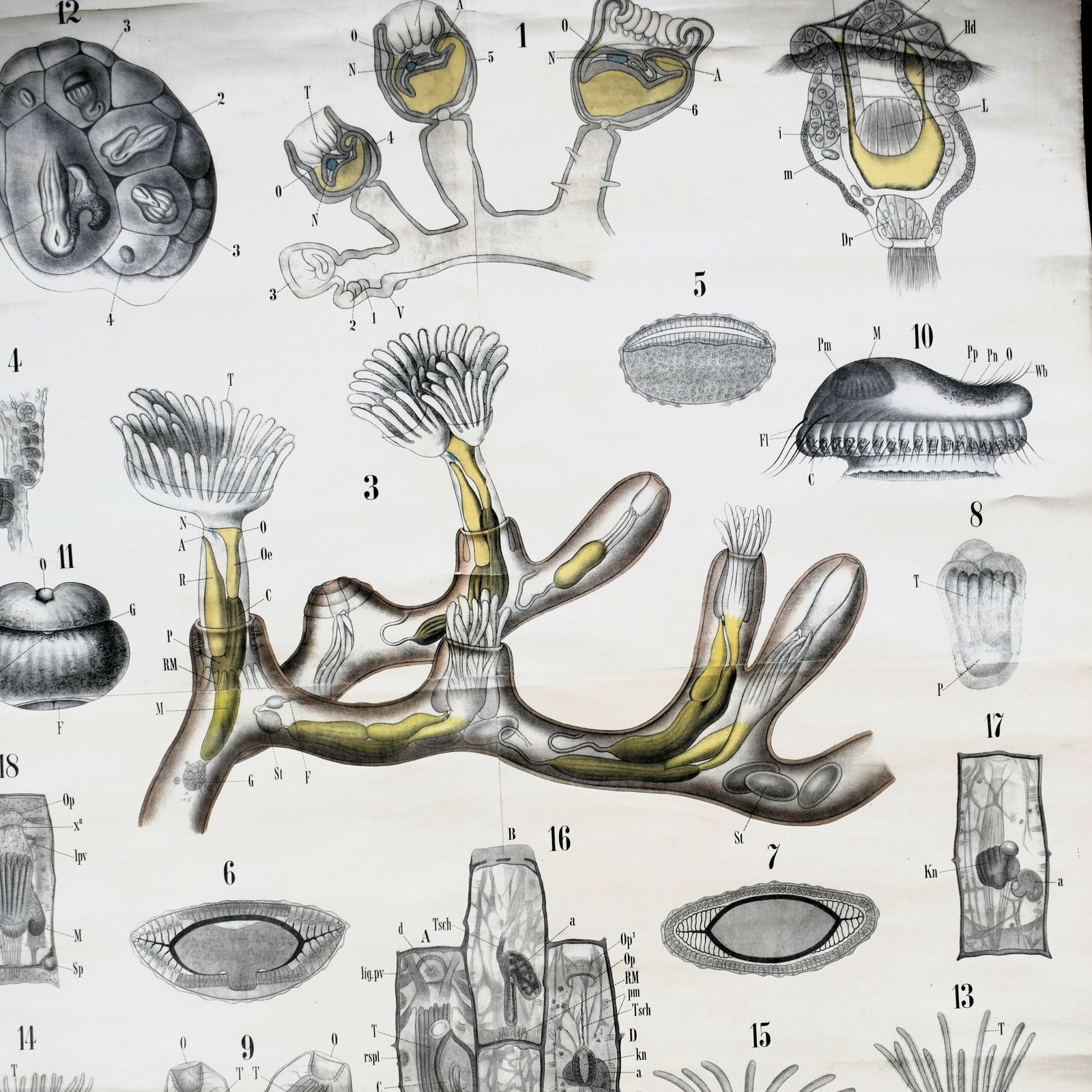 Antique 1880 34 Leuckart Nitches Fischer Entoprocta Scientific Wall Chart Poster photo for sale