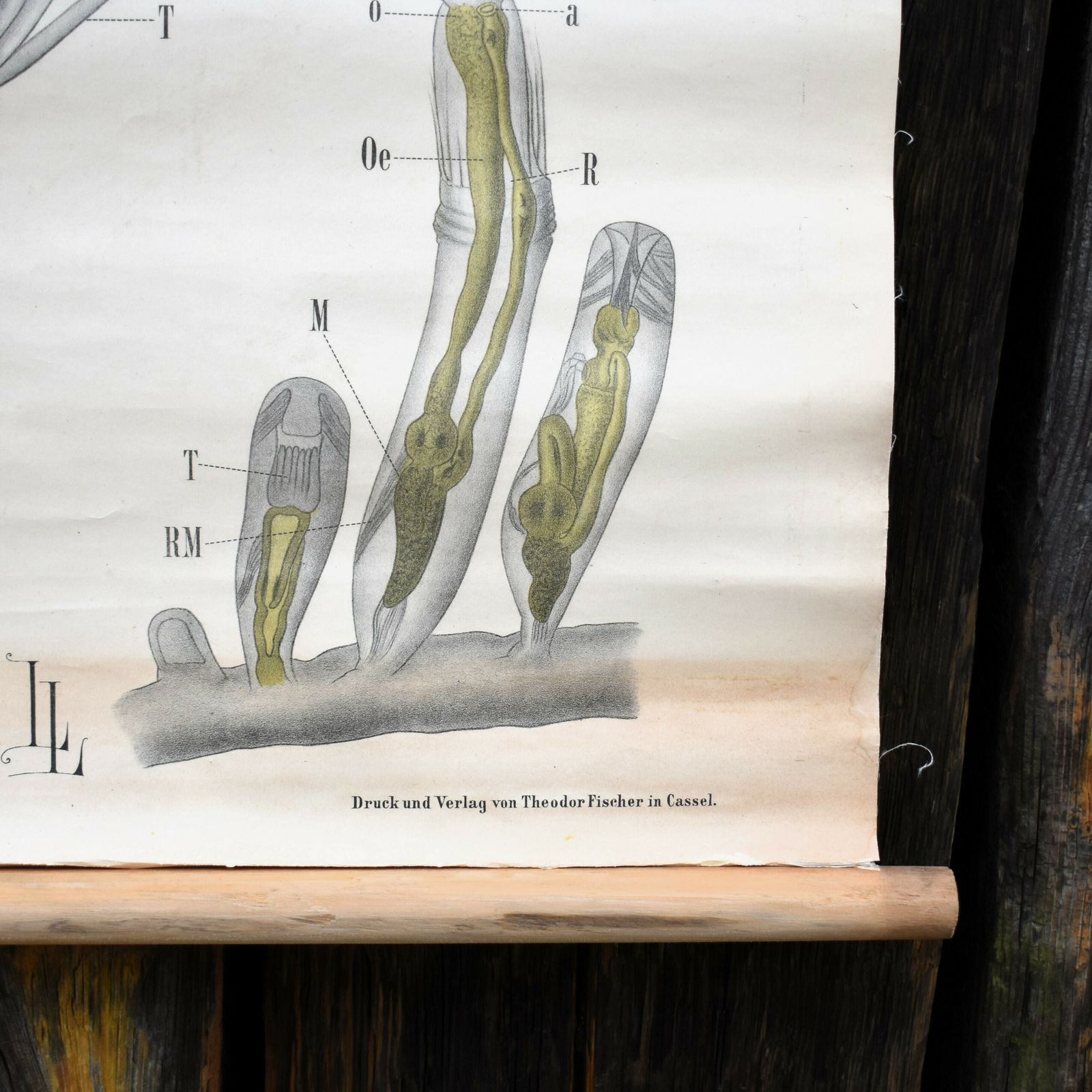 Antique 1880 34 Leuckart Nitches Fischer Entoprocta Scientific Wall Chart Poster photo Art