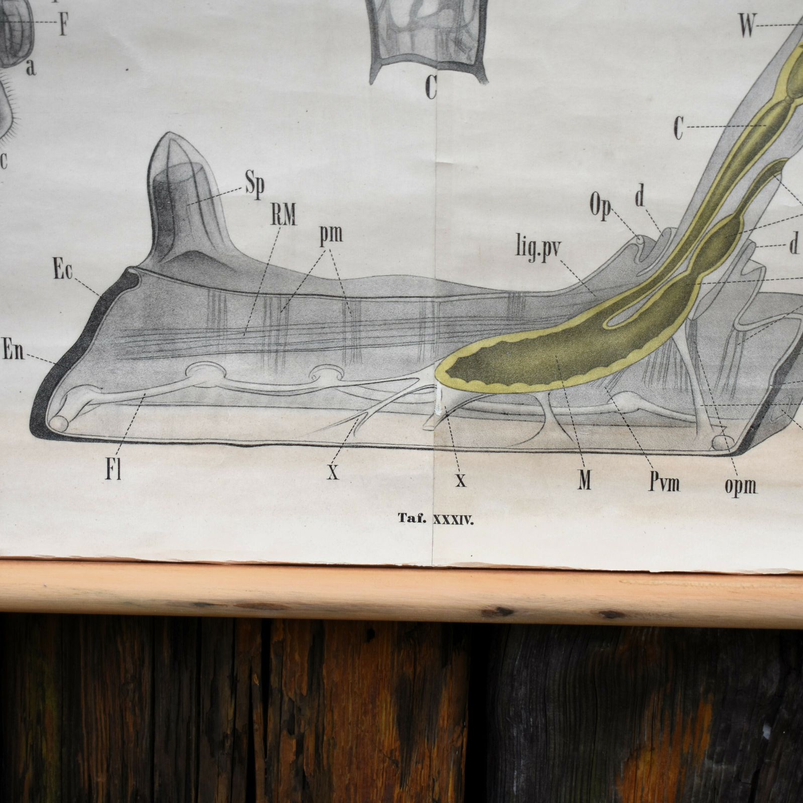 Antique 1880 34 Leuckart Nitches Fischer Entoprocta Scientific Wall Chart Poster photo vintage
