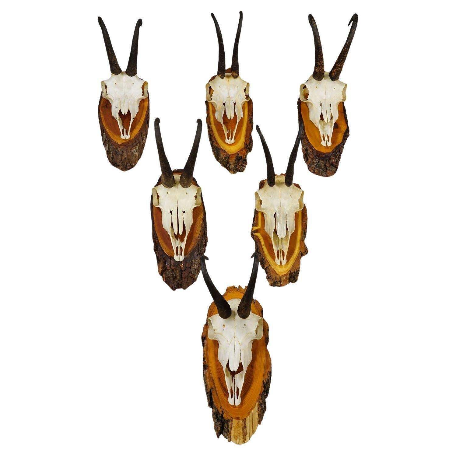Vintage Set Of Six Chamois Trophies On Wooden Plaques, Germany Ca. 1950s