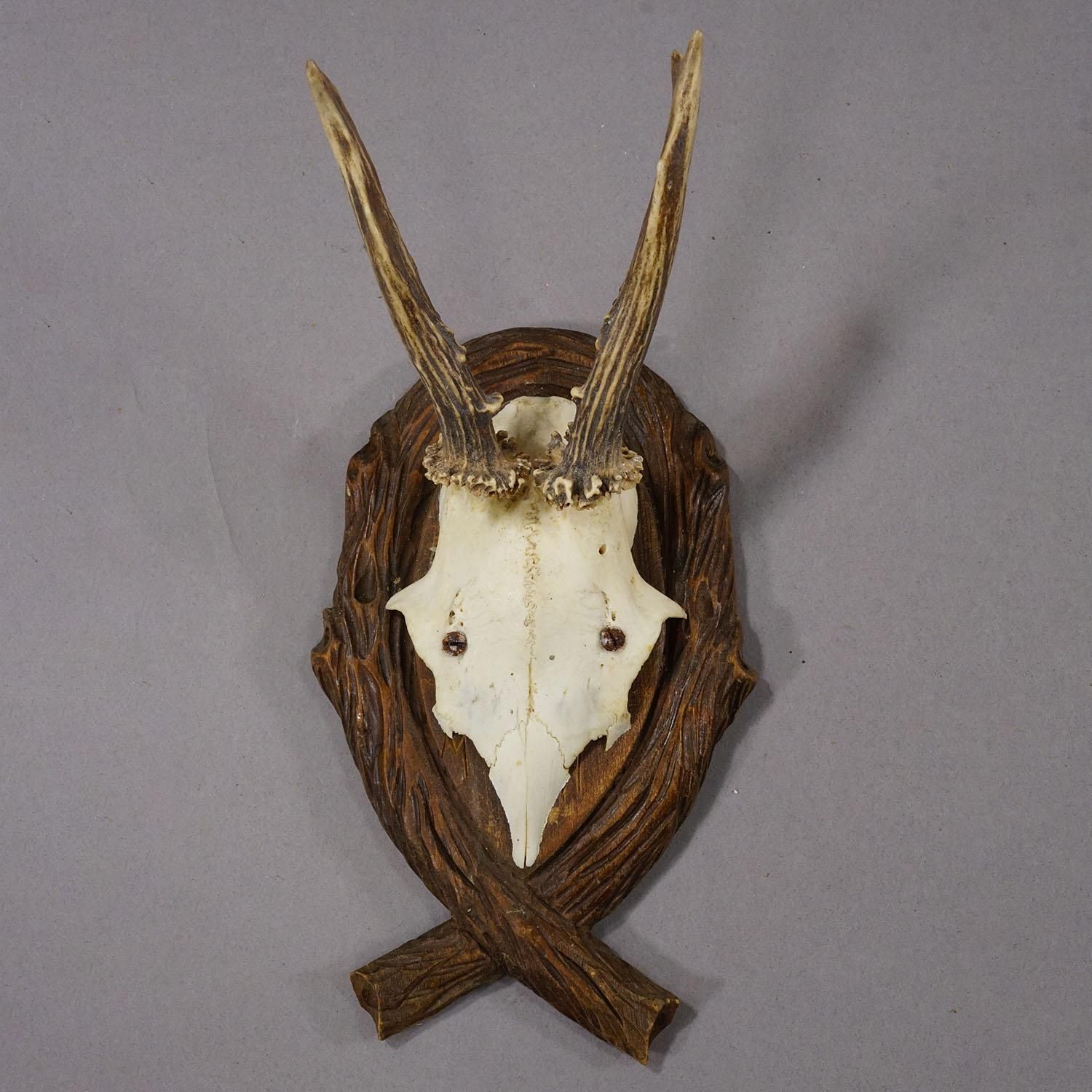 Antique Deer Trophy On Carved Plaque, Germany 1942 photo furniture