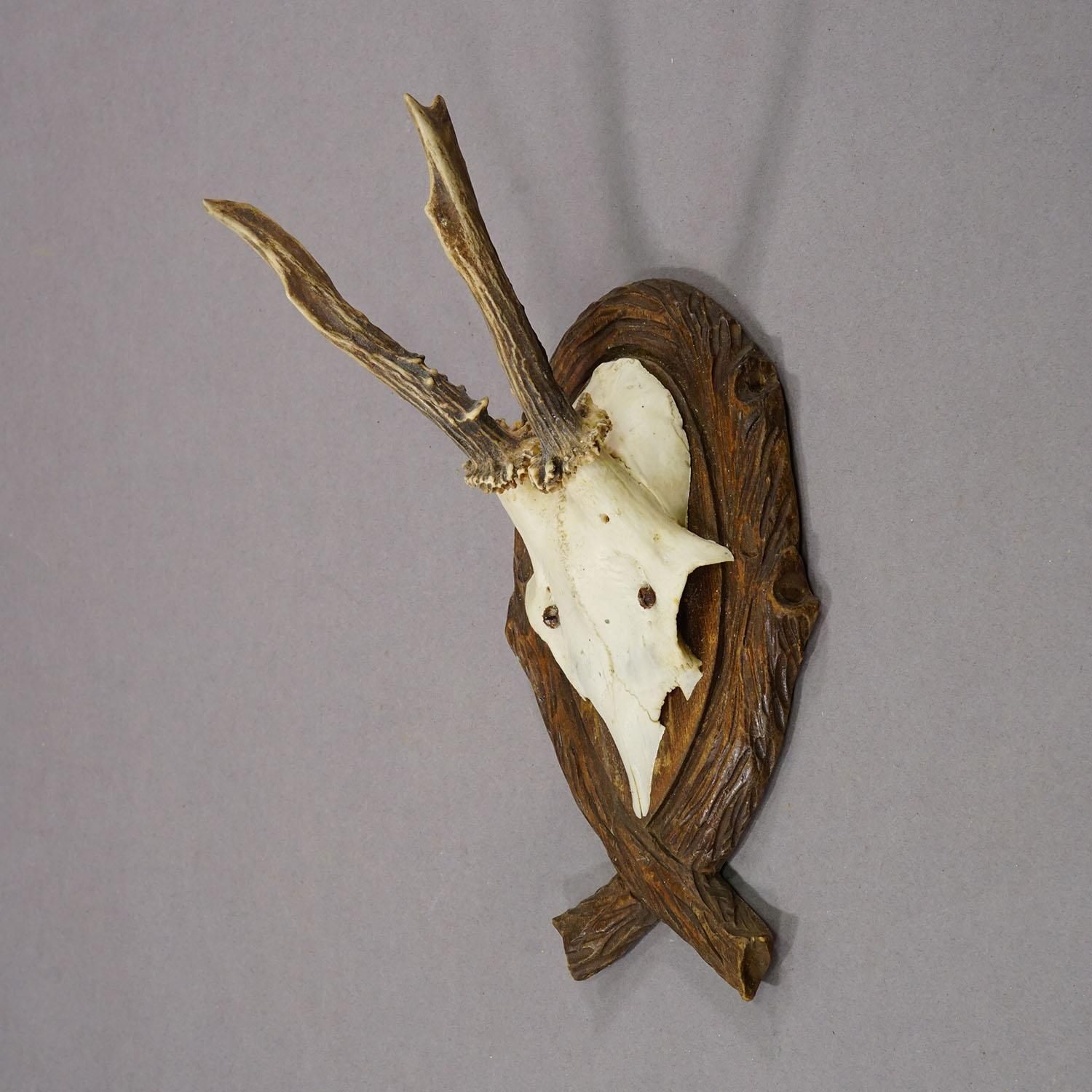 Antique Deer Trophy On Carved Plaque, Germany 1942 photo for sale