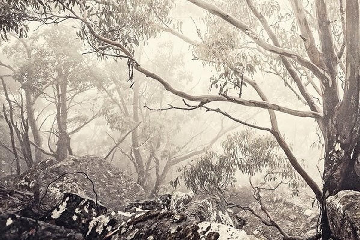 Morgan Silk Eucalyptus I   Tasmanian Natural Landscape Australian Environment Photography 2013 photo furniture