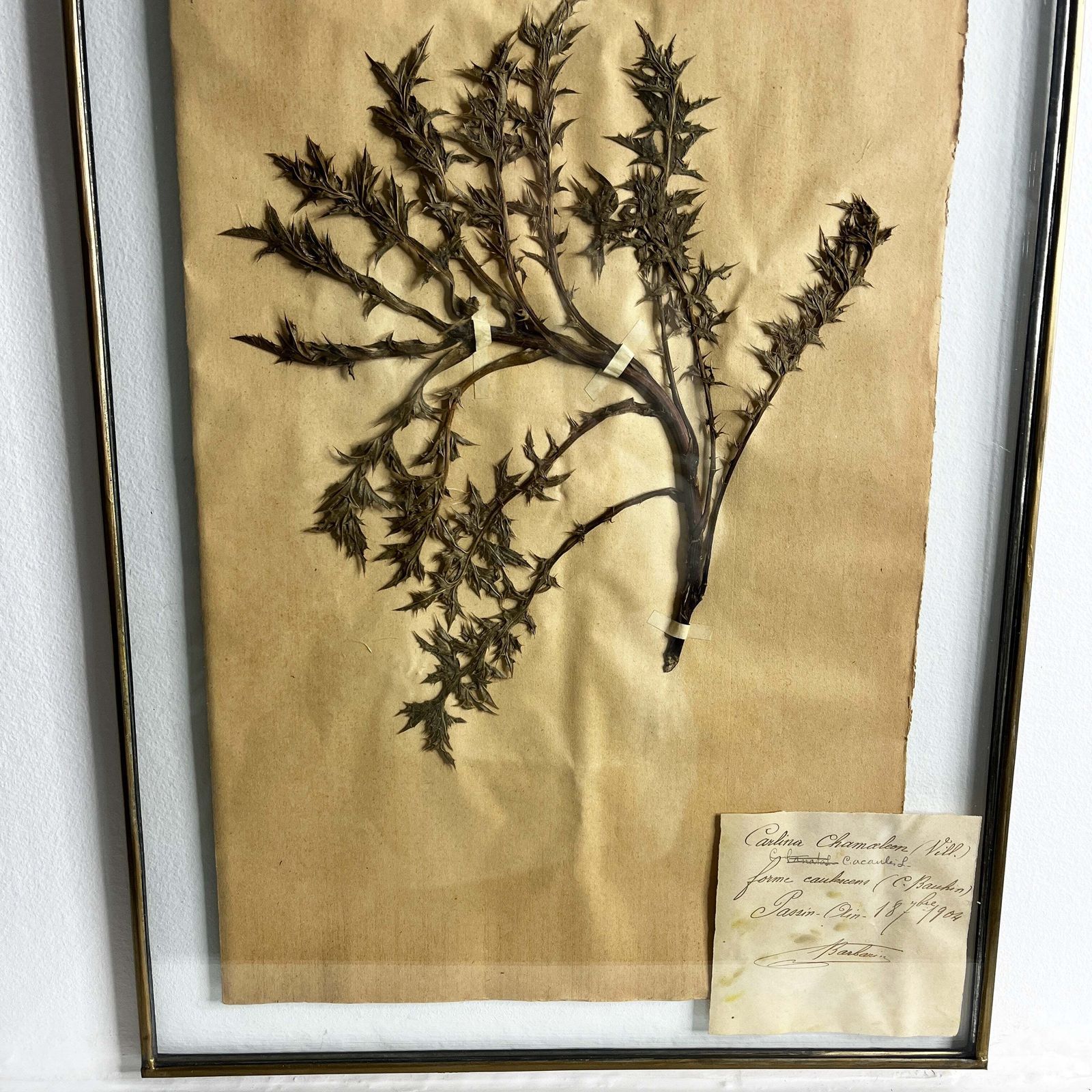 Antique French Herbiere Original In Nkuku Frame photo Art