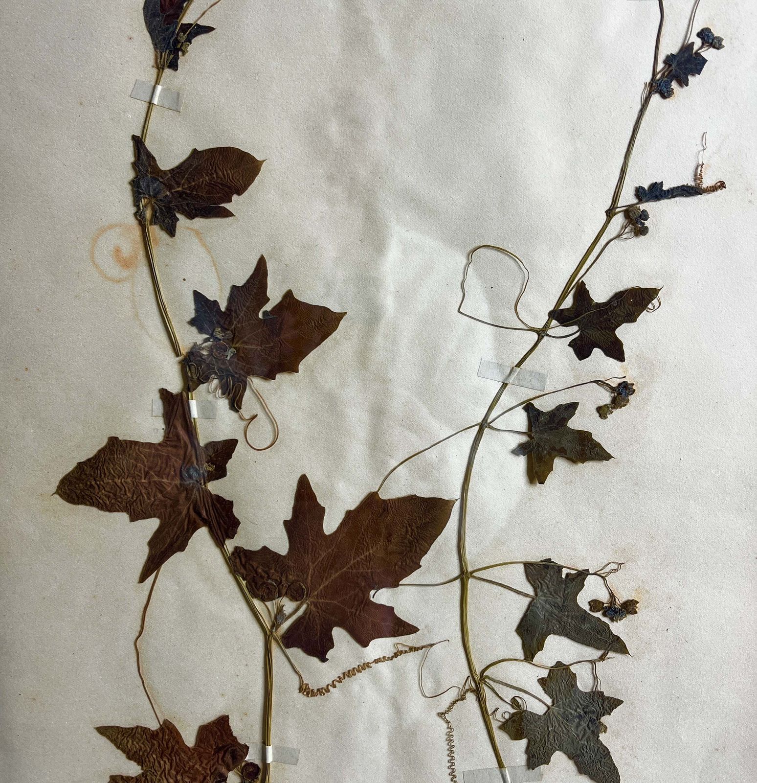 Antique French Herbiere Original In Nkuku Frame photo for sale