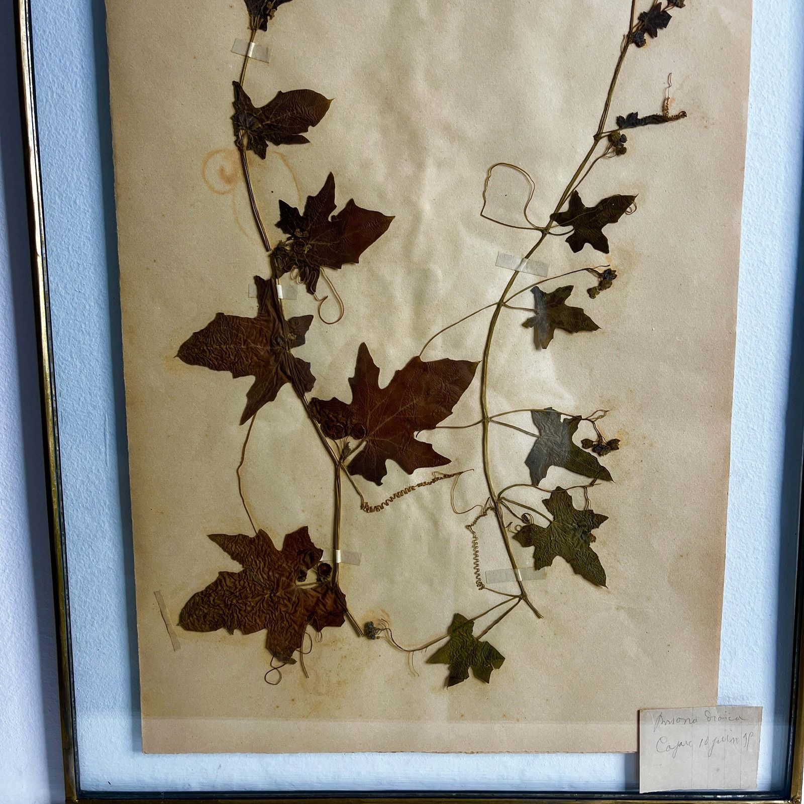Antique French Herbiere Original In Nkuku Frame photo Art