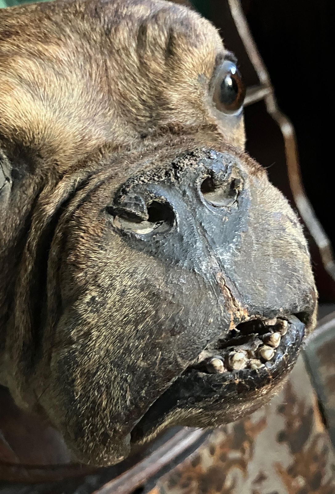 19th Century English Bulldog Taxidermy Head Mount Country House photo Home Decor