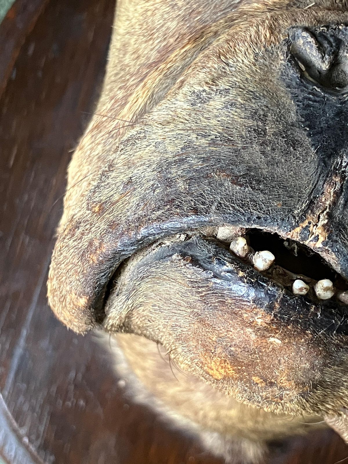 19th Century English Bulldog Taxidermy Head Mount Country House photo buy