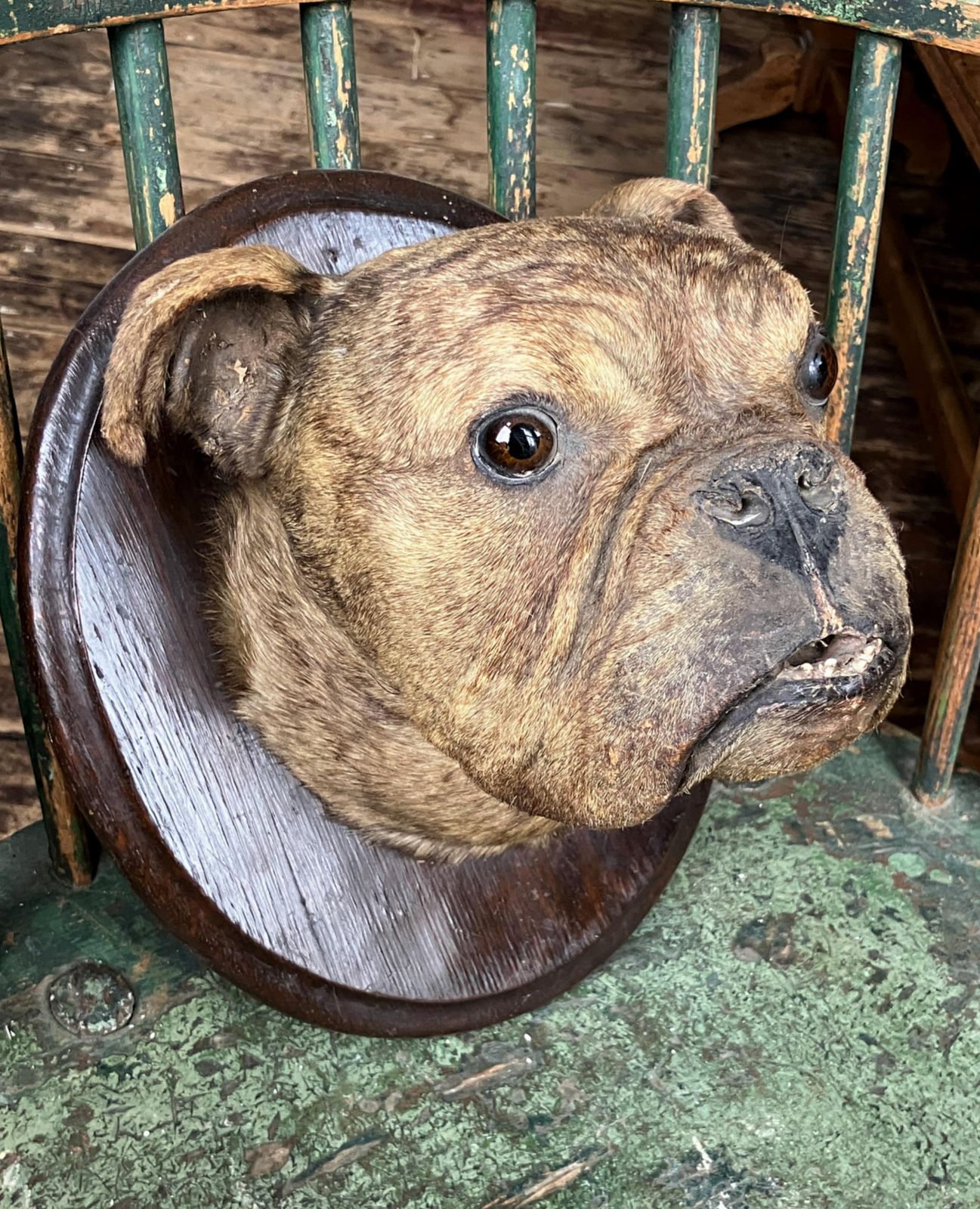 6127.0 19th Century English Bulldog Taxidermy Head Mount Country House photo
