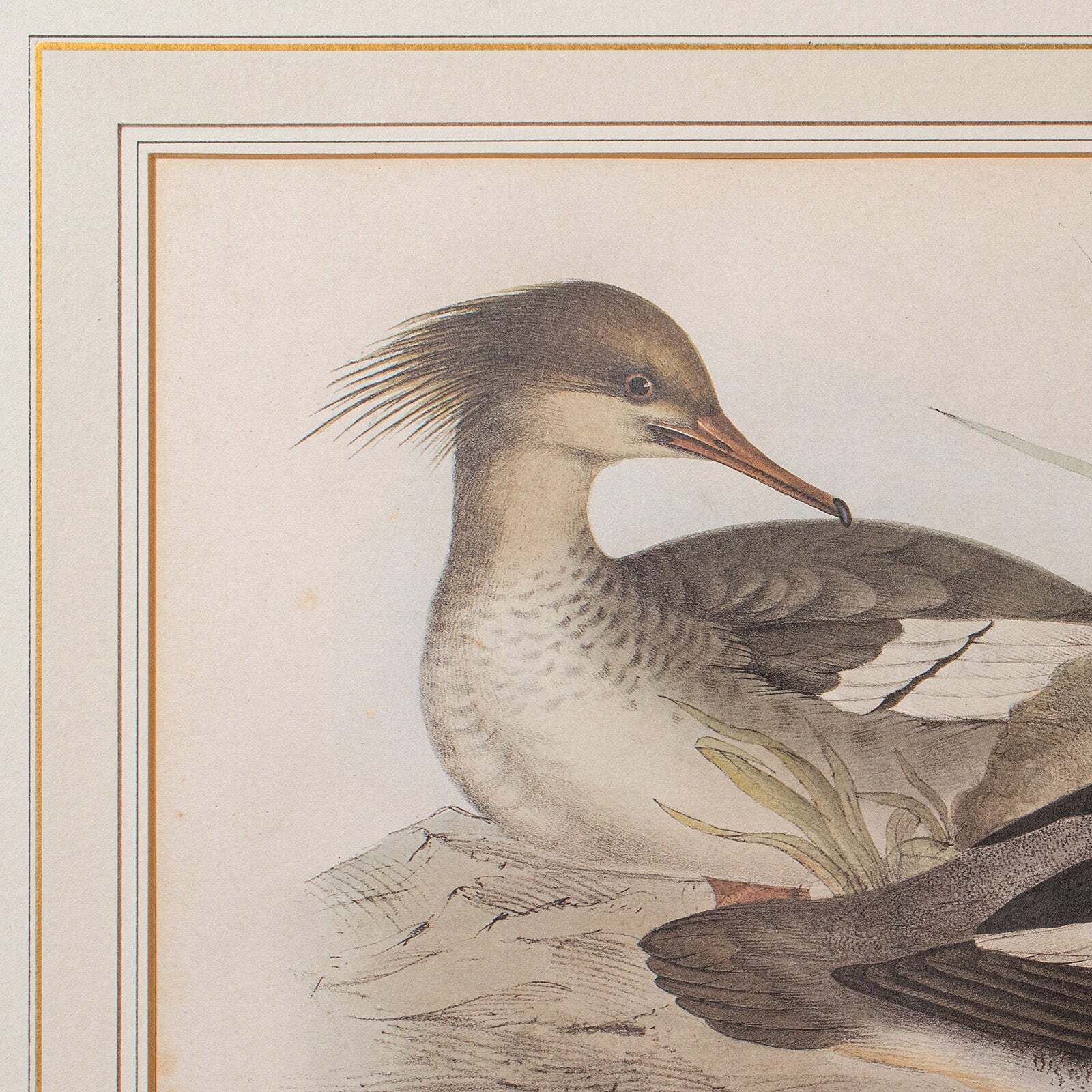 Pair Of Antique Duck Pictures, Framed Wildlife Art Prints, Lithograph, Victorian photo vinterior