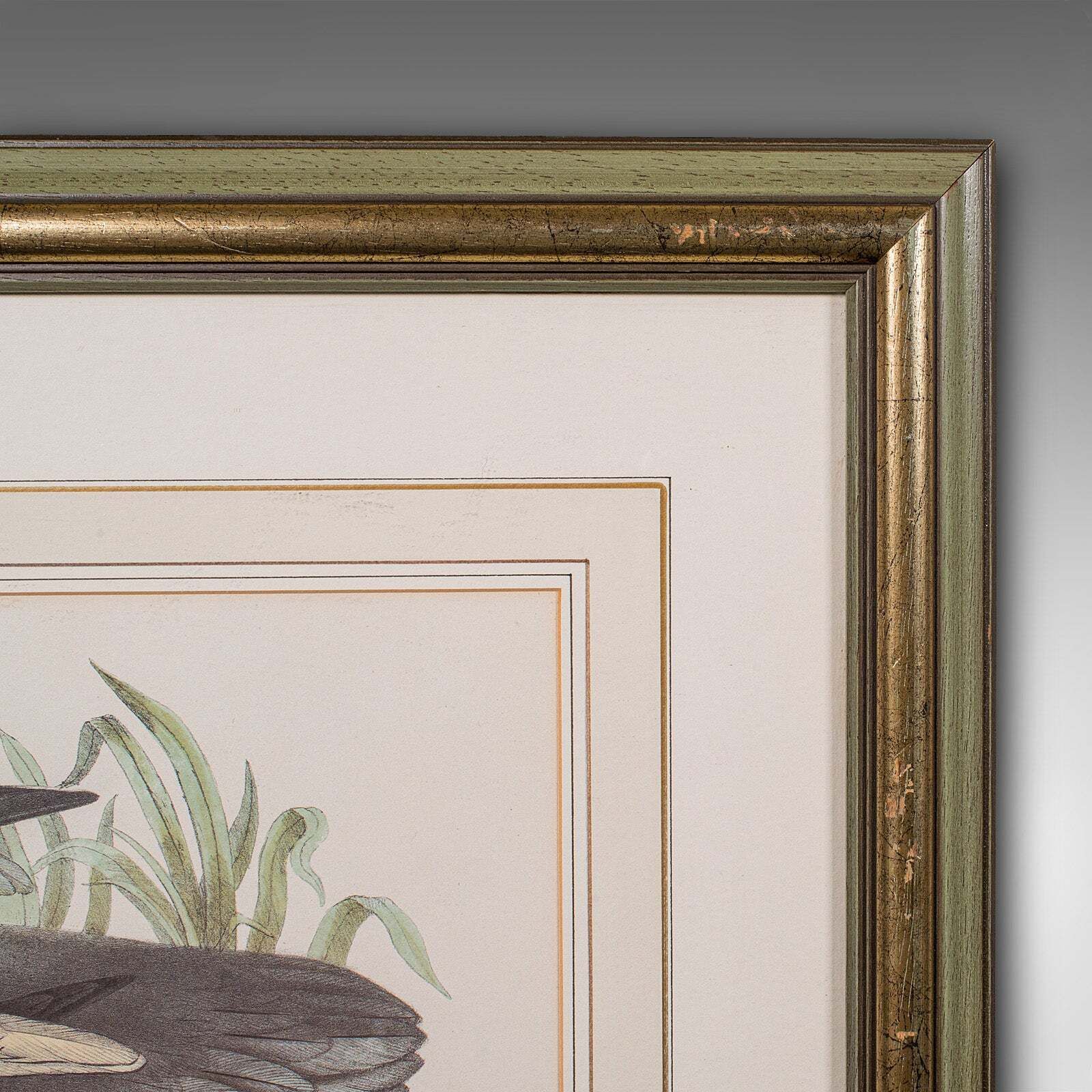Art Pair Of Antique Duck Pictures, Framed Wildlife Art Prints, Lithograph, Victorian photo