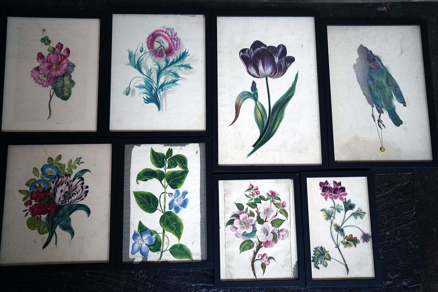 photo for sale A Group Of Twelve Framed Late 19thc Botanical Watercolours C.1900