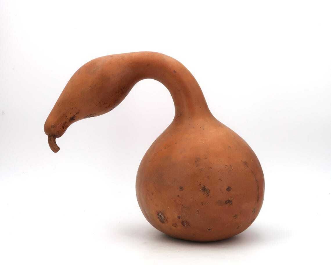 Large French Dried Gourd 1950s Home Decor Wood  Country Rustic Farm Nature Natural Folk Art Farmhouse Giant Vegetable photo furniture