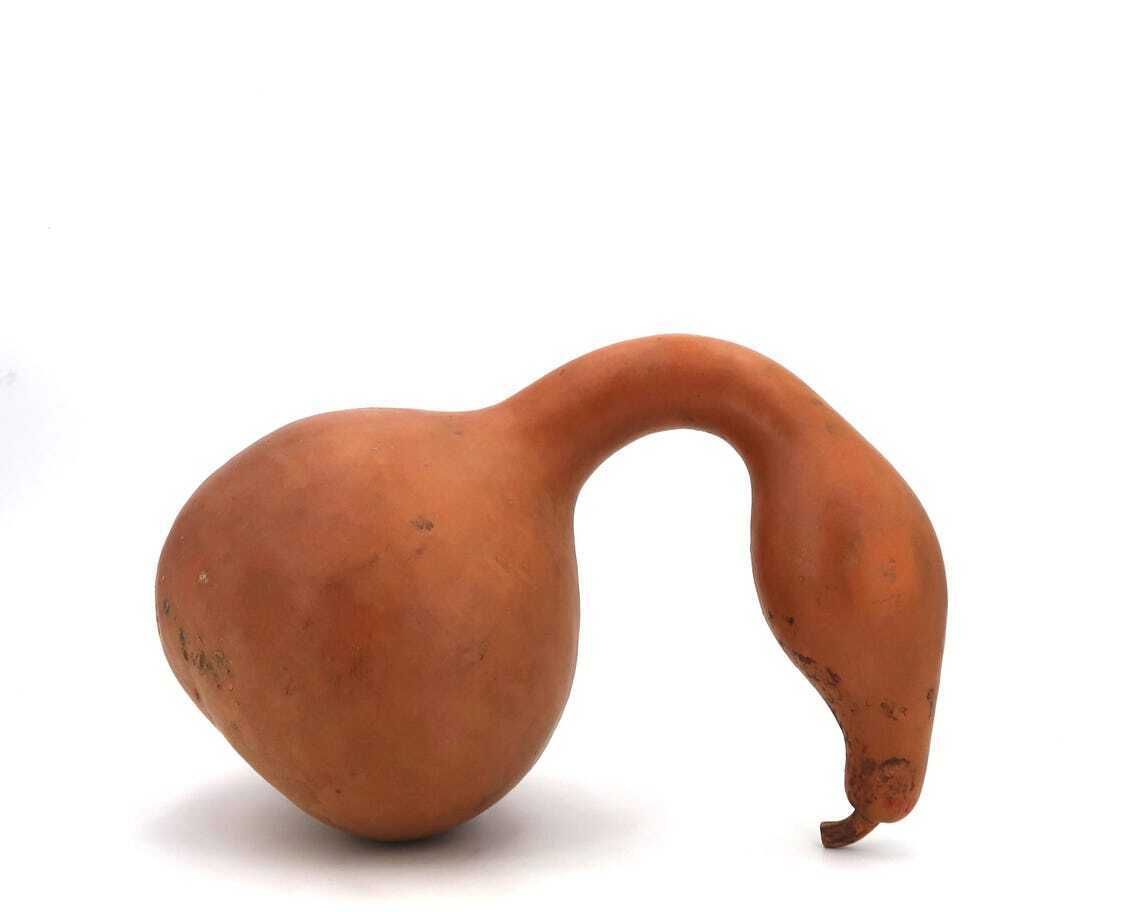 Large French Dried Gourd 1950s Home Decor Wood  Country Rustic Farm Nature Natural Folk Art Farmhouse Giant Vegetable photo for sale