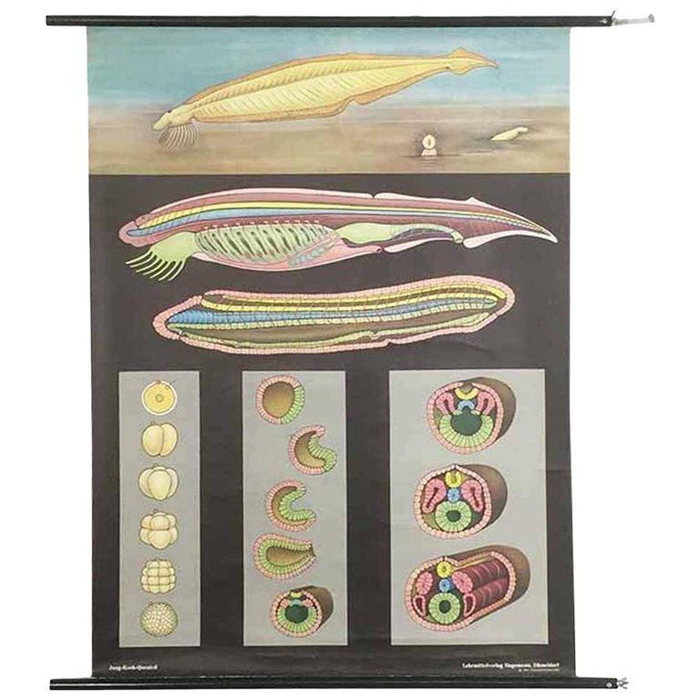 Vintage Biology Educational Pull Down Chart By Jung Koch Quentell, Germany, 1969