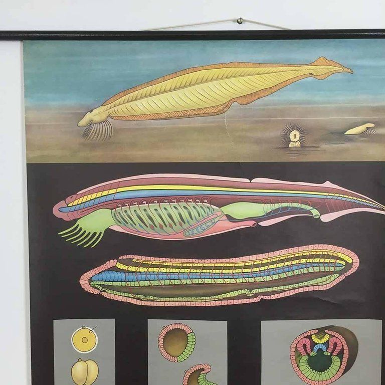 Vintage Biology Educational Pull Down Chart By Jung Koch Quentell, Germany, 1969 photo Art