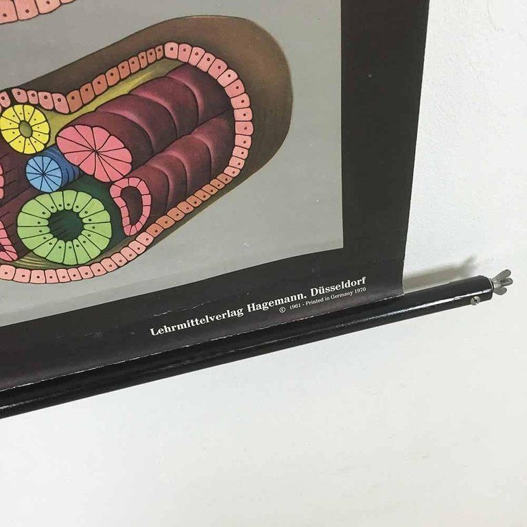 Vintage Biology Educational Pull Down Chart By Jung Koch Quentell, Germany, 1969 photo vinterior