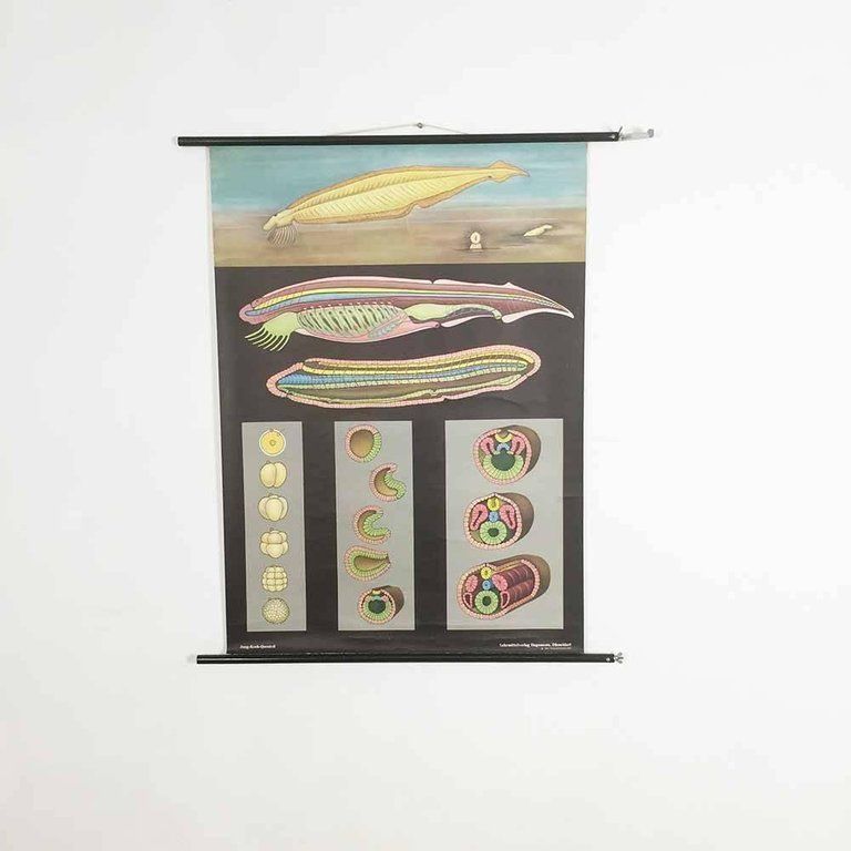 Vintage Biology Educational Pull Down Chart By Jung Koch Quentell, Germany, 1969 photo buy