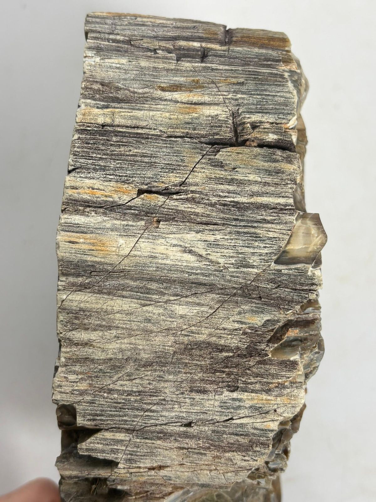 Ashtray Made Of Fossilized Wood, France, 19th photo buy