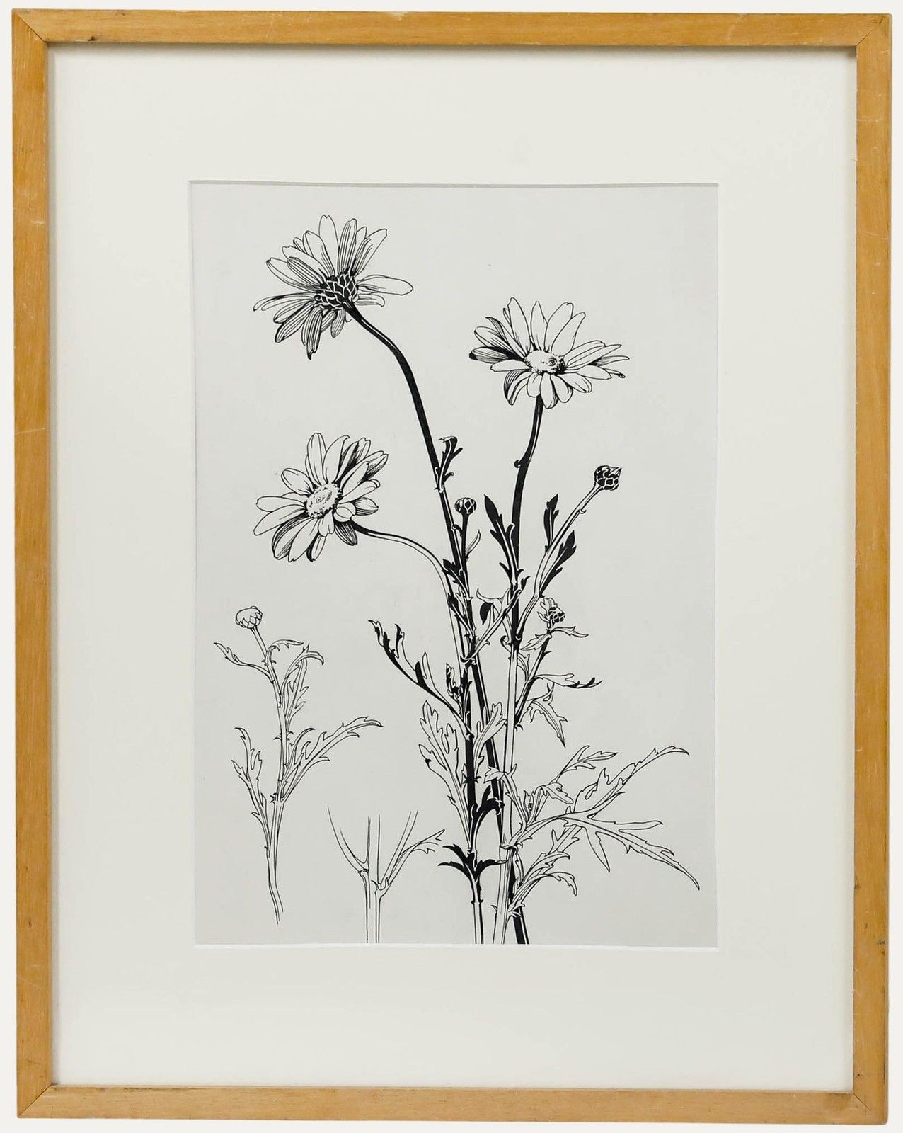 Attrib. Sylvan G. Boxsius (1878 1941) Pen And Ink Drawing, Oxeye Daisies