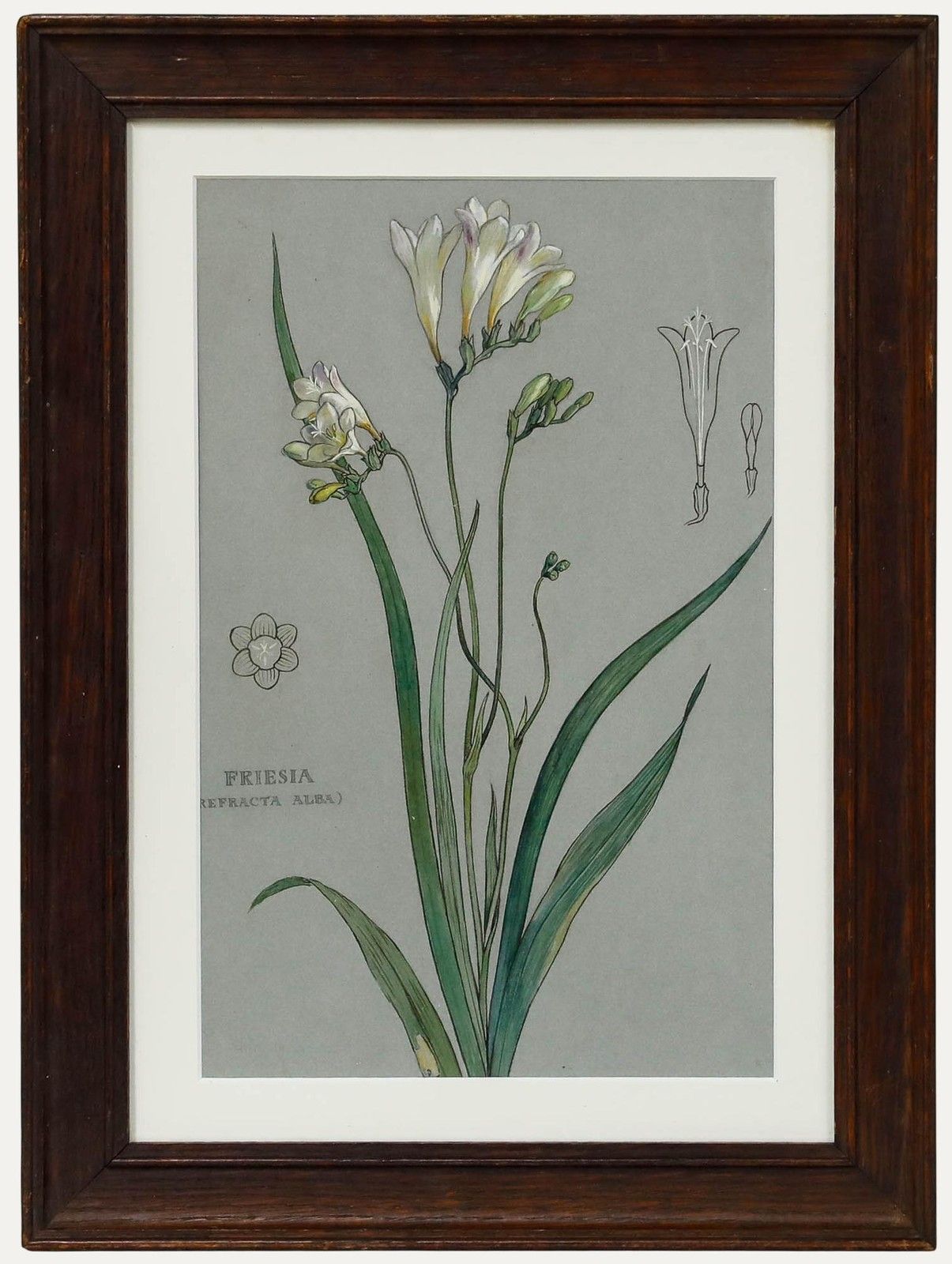 Attrib. Sylvan G. Boxsius Pen And Ink Drawing, Friesia Refracta Alba