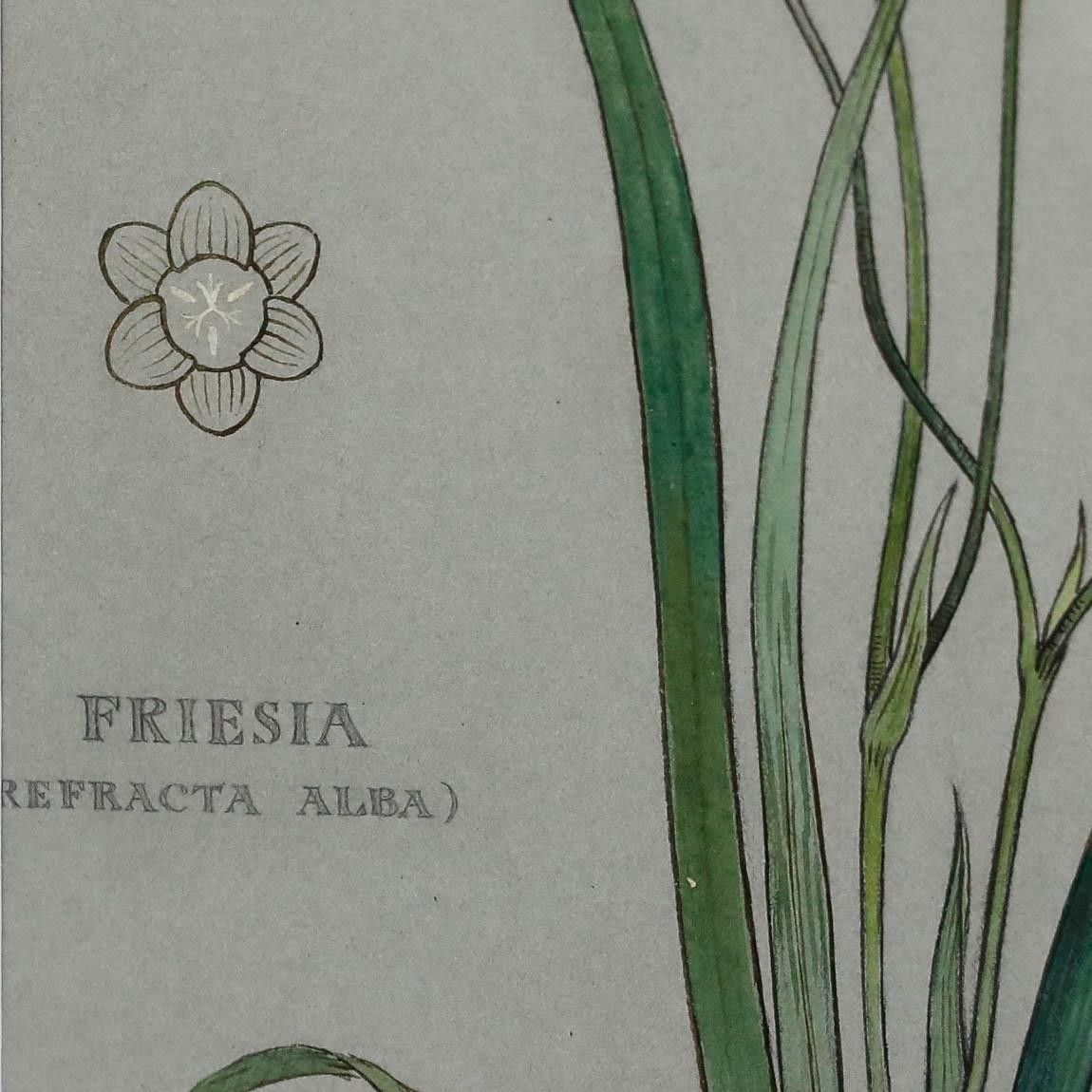 Attrib. Sylvan G. Boxsius Pen And Ink Drawing, Friesia Refracta Alba photo Art