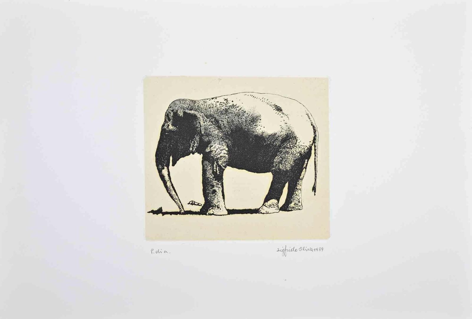 Sigfrido Olivaelephant   Etching By Sigfrido Oliva   19891989