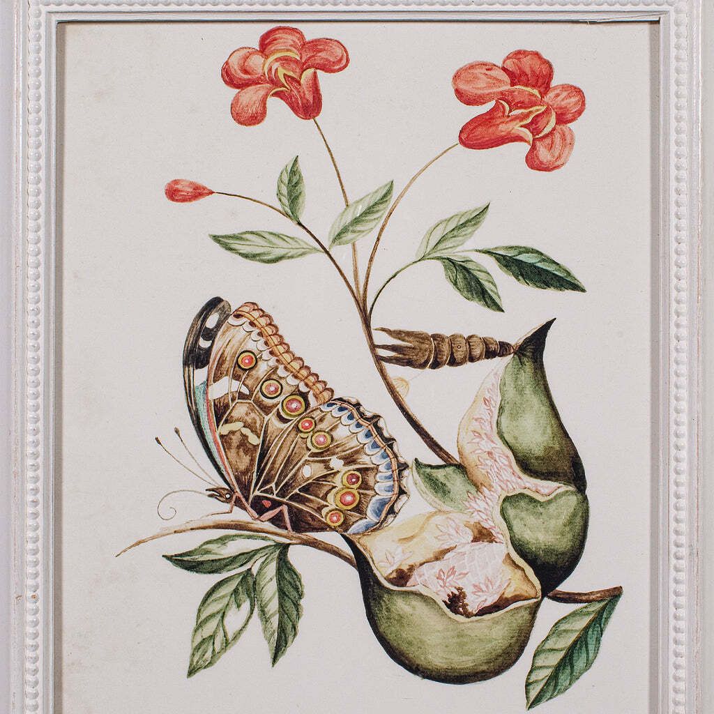 4 Vintage Botanical Pictures, Framed Print, Plant Illustrations, Natural Art photo 709.0
