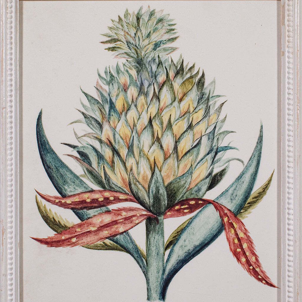4 Vintage Botanical Pictures, Framed Print, Plant Illustrations, Natural Art photo buy