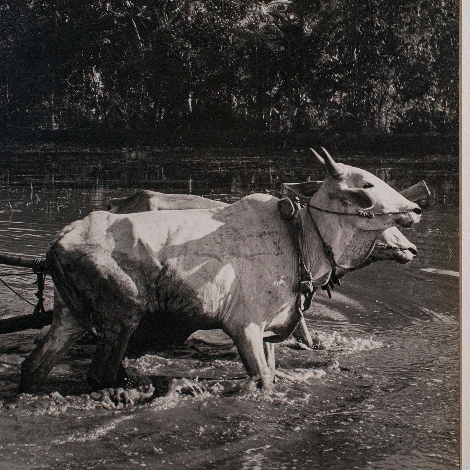 Vintage Photograph, Rural Indonesia, Oriental, Monochrome, Java, Mid Century photo 383.0