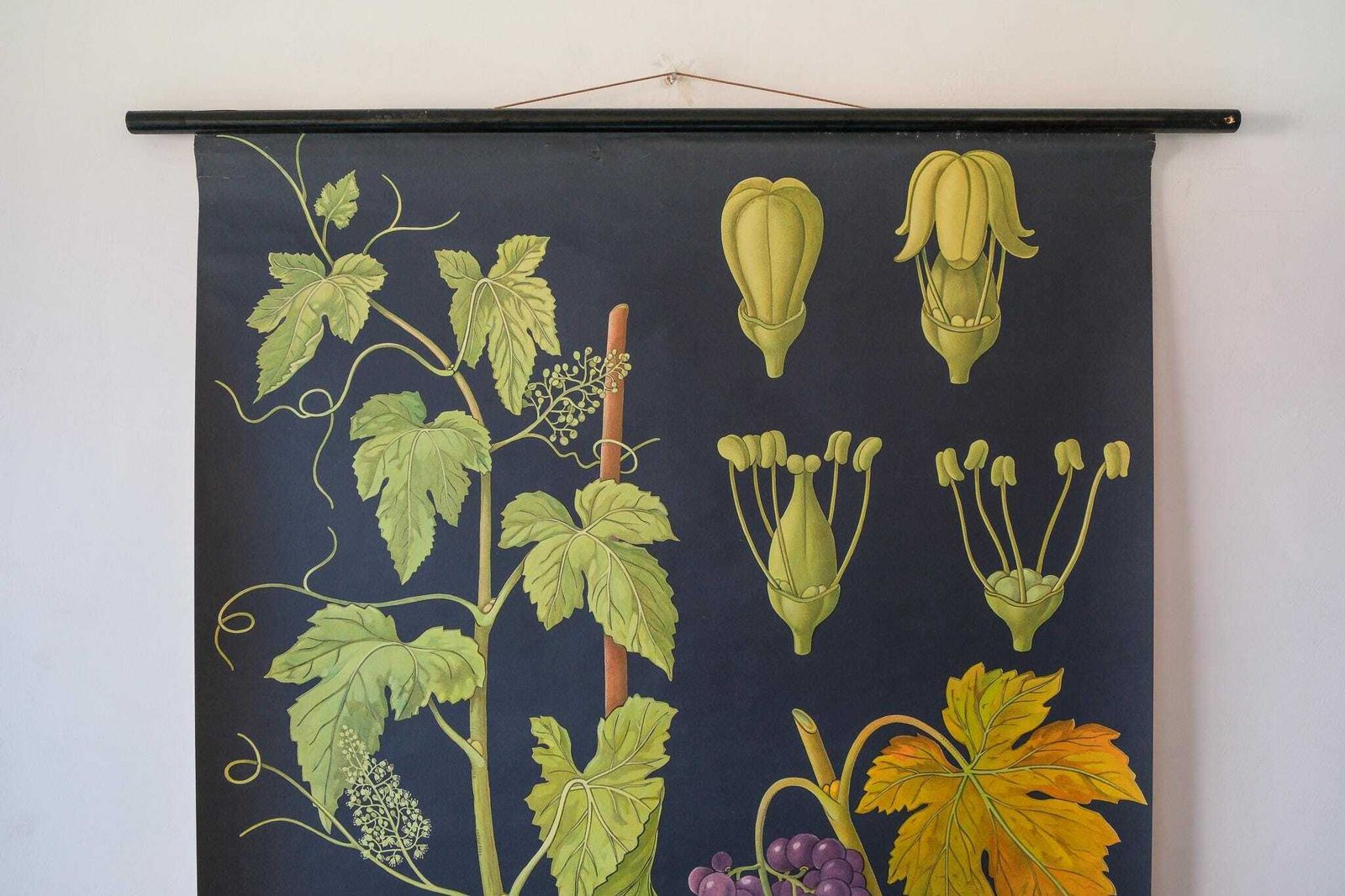 Original Botanical Vintage German School Wall Chart Grapes Vines Botany Beautiful Rare Jung Koch Quentell photo for sale