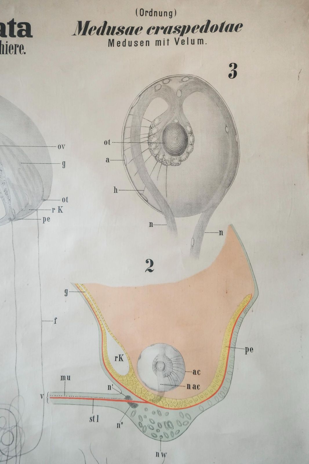 Original Antique Rudolf Leuckart Zoological Vintage German School Wall Chart Coelenterata Jellyfish Zoology Beautiful Rare photo Art