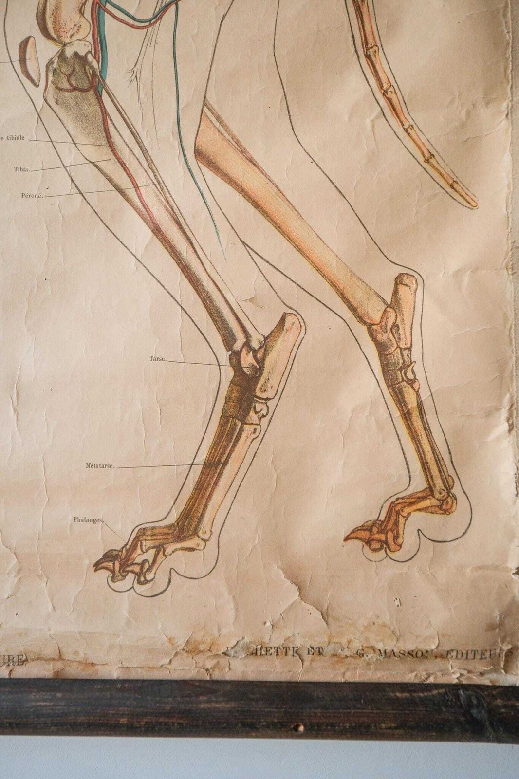 photo furniture Original Zoological Antique Vintage Henri Gervais French School Wall Chart Dog Anatomy Anatomical Curiosities Curios 19th Century Rare