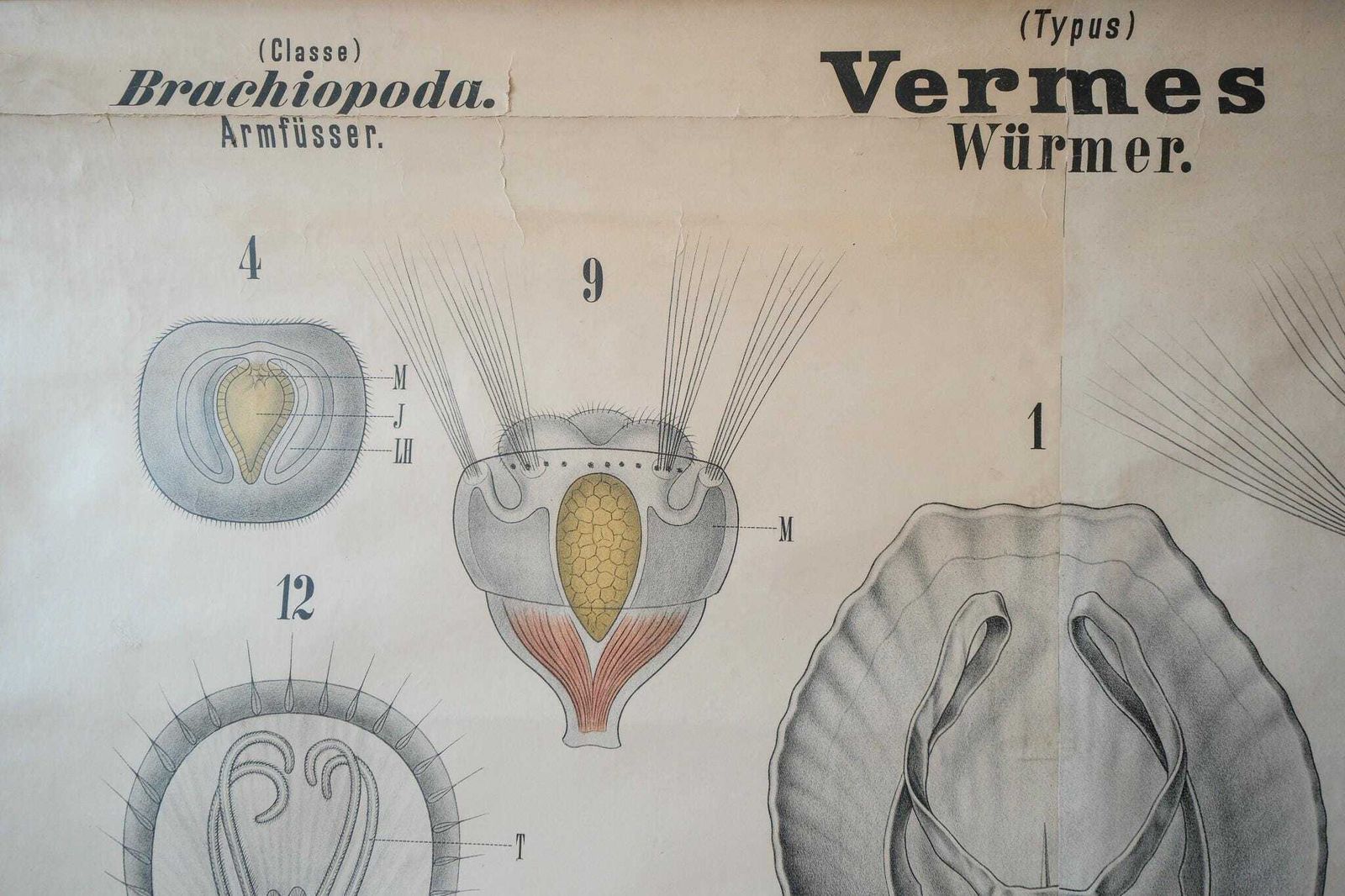 Original Antique Rudolf Leuckart Zoological Vintage German School Wall Chart Armoured Brachiopod Worms Zoology Beautiful Rare photo vinterior