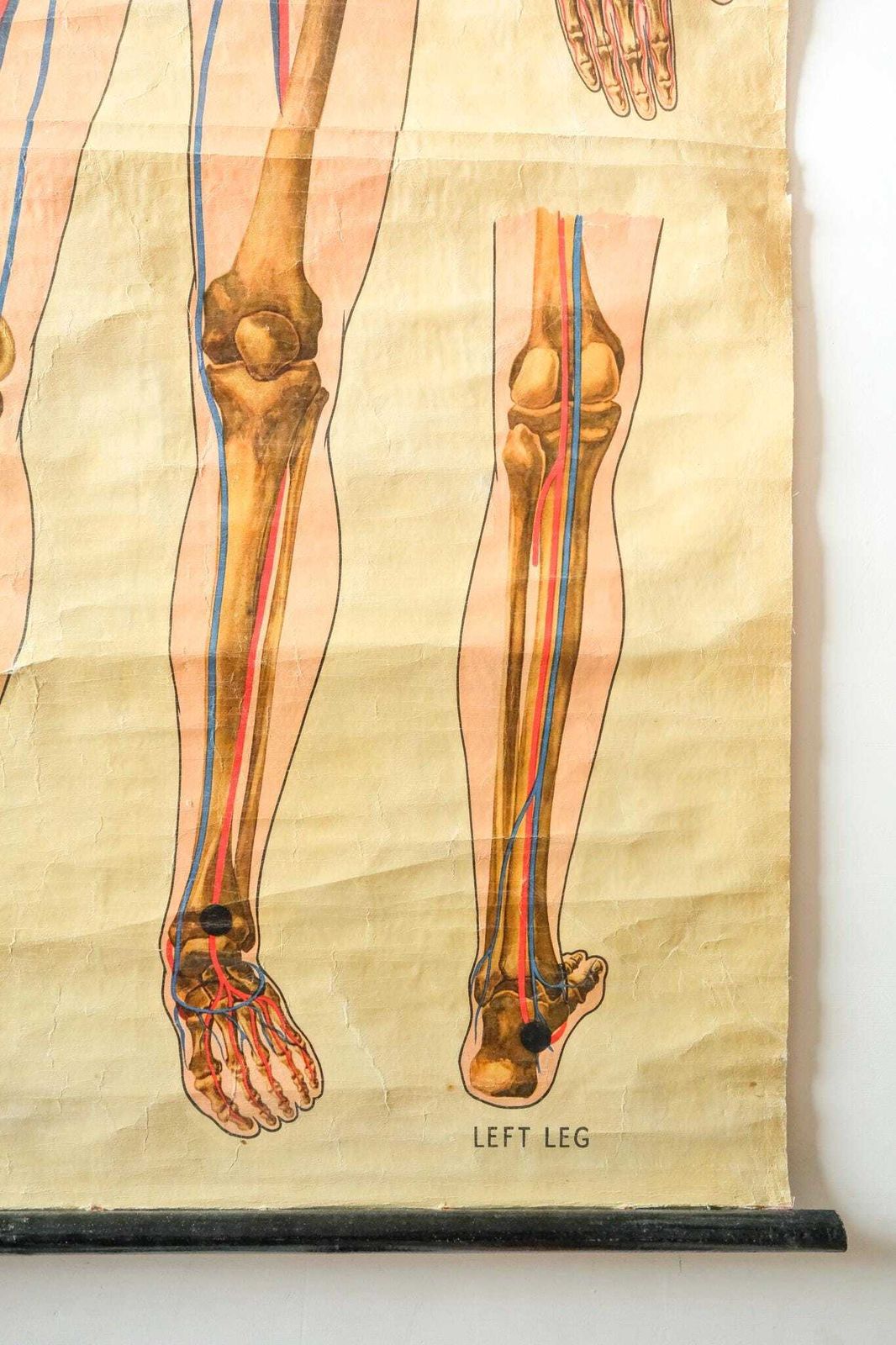 Original Anatomical Vintage British Educational School Wall Chart Human Skeleton St John's Ambulance J Teck Full Length Anatomy Science photo furniture