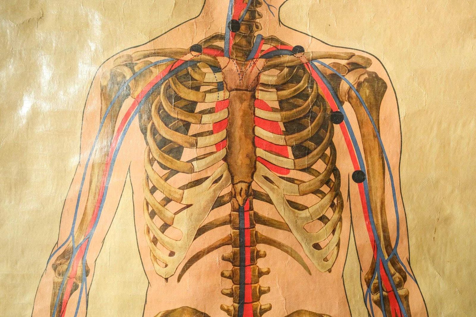 Original Anatomical Vintage British Educational School Wall Chart Human Skeleton St John's Ambulance J Teck Full Length Anatomy Science photo Art