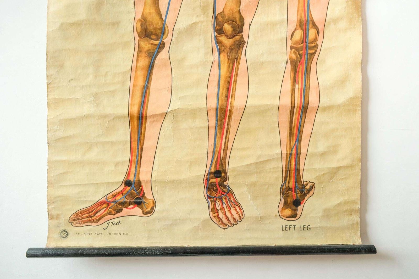 Original Anatomical Vintage British Educational School Wall Chart Human Skeleton St John's Ambulance J Teck Full Length Anatomy Science photo buy
