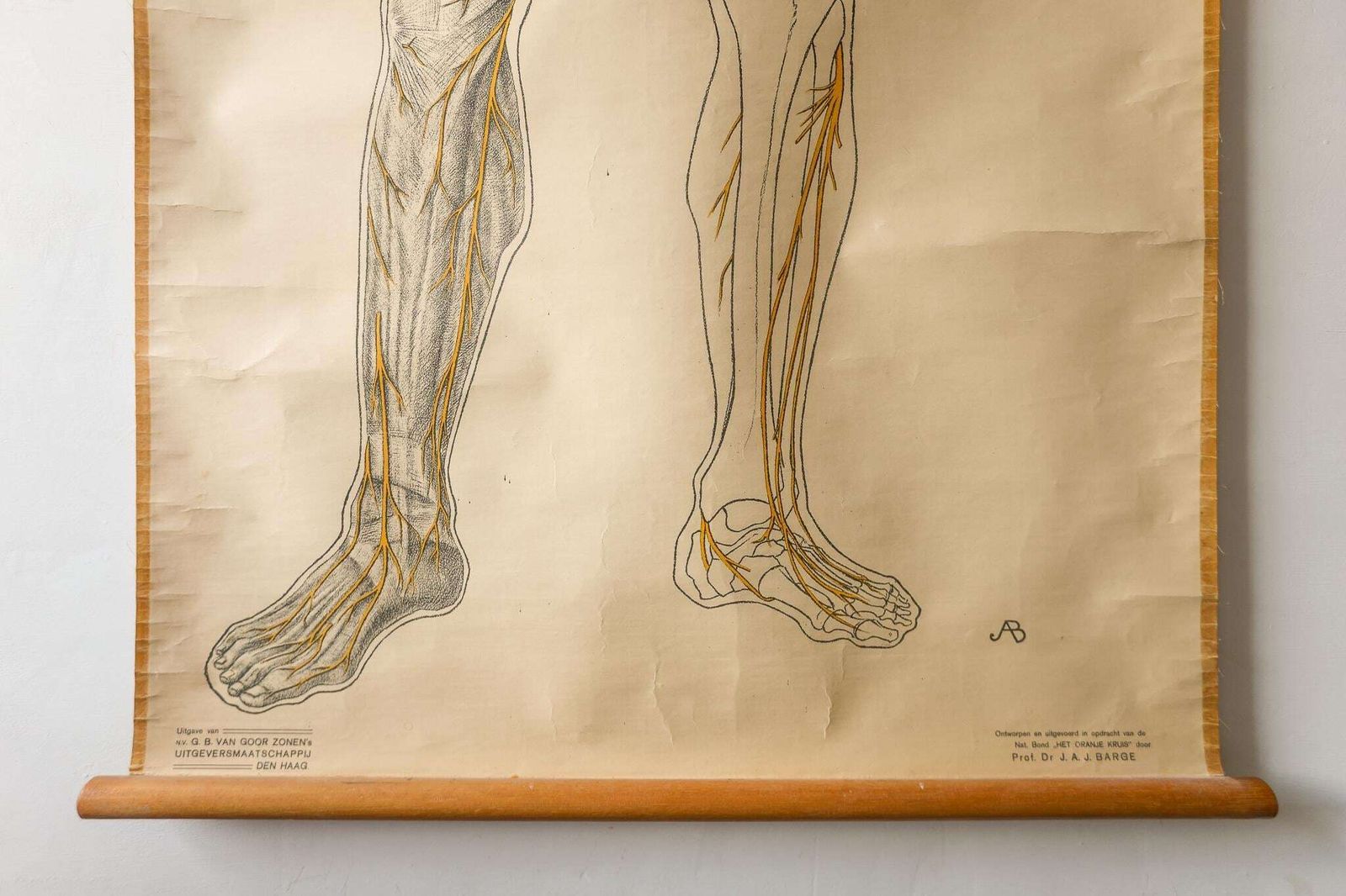 Original Anatomical Vintage Dutch Educational School Wall Chart Human Nervous System Skeleton Prof Barge Full Length Anatomy Beautiful Rare photo Art