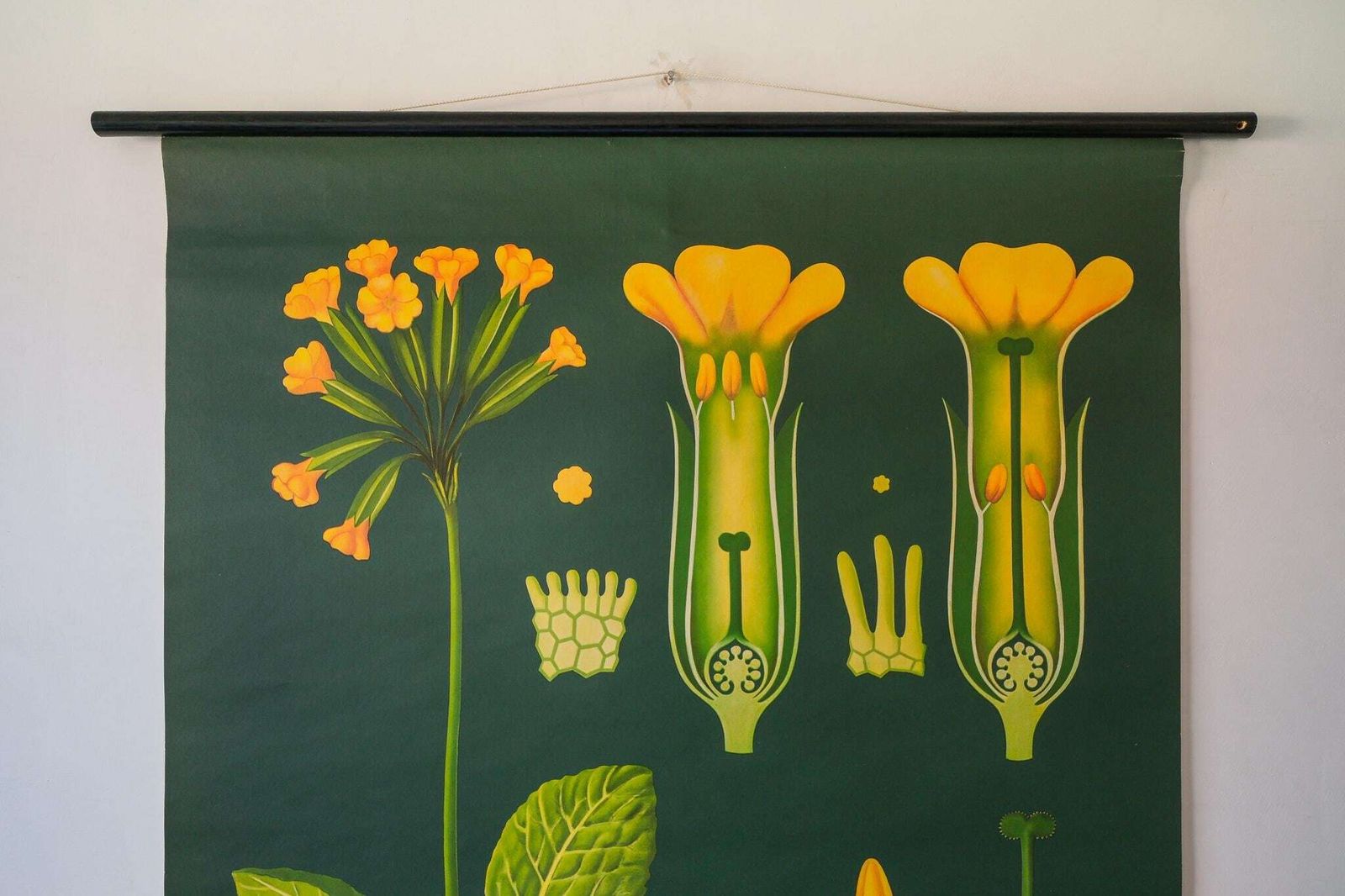 Original Botanical Vintage German School Wall Chart Cowslip Primrose Botany Beautiful Rare Jung Koch Quentell photo furniture